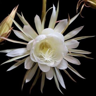 For Professionals