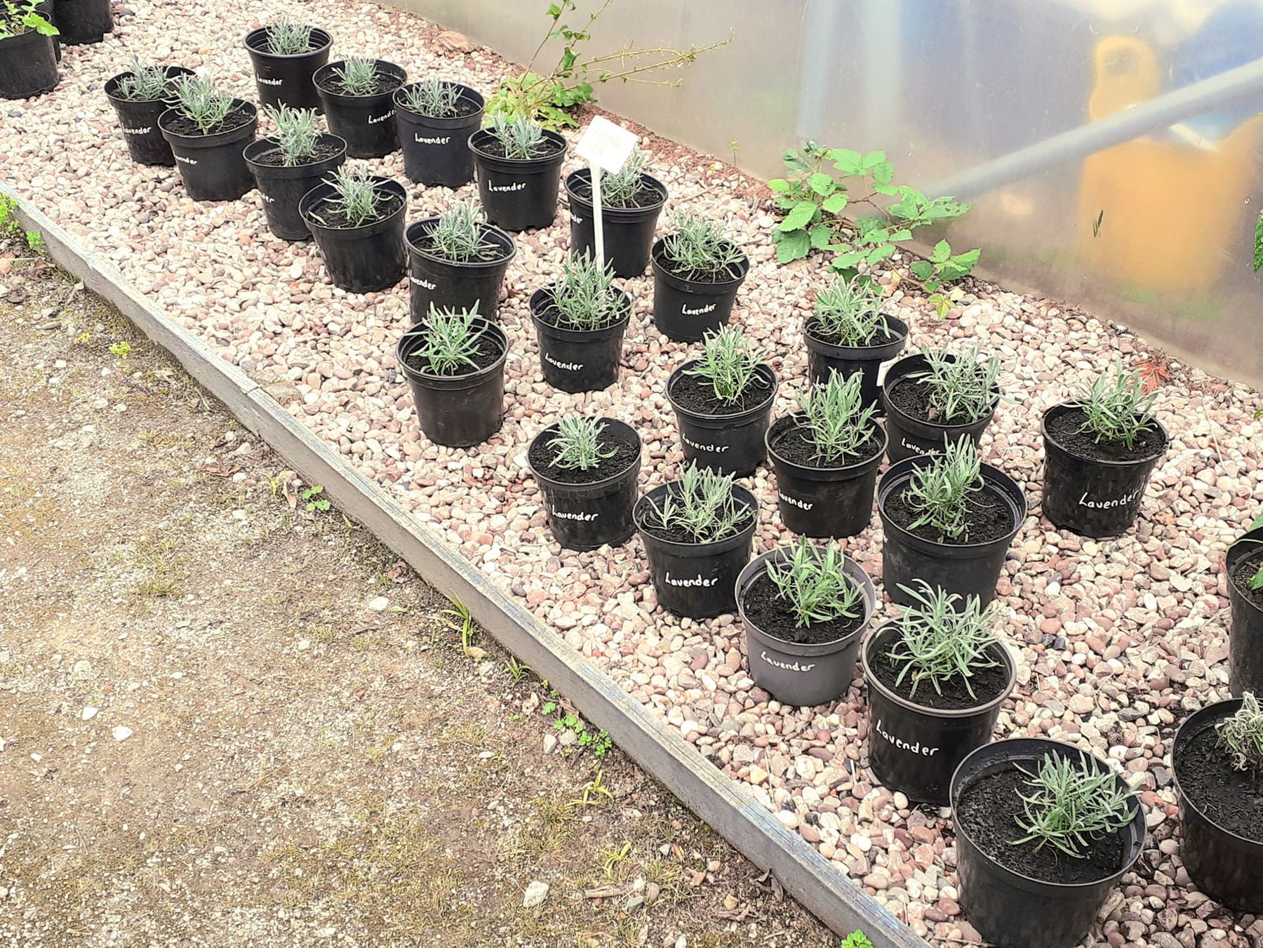 Service of the Year: John Hall Wellness Garden