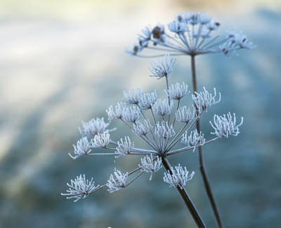 Winter 2024 Newletter